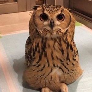 Meet your Posher, Michael